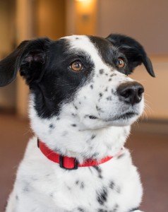 Sissy-Biskit wanting a good treat.